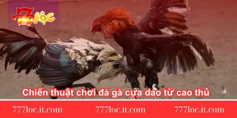 chien-thuat-choi-da-ga-cua-dao-tu-cao-thu