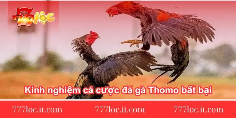kinh-nghiem-ca-cuoc-da-ga-thomo-bat-bai-nhu-cao-thu-lau-nam