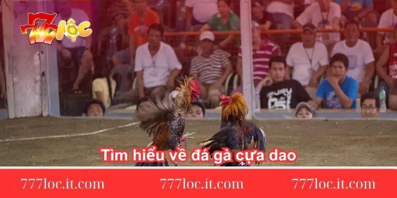 tim hieu ve da ga cua dao tim-hieu-ve-da-ga-cua-dao