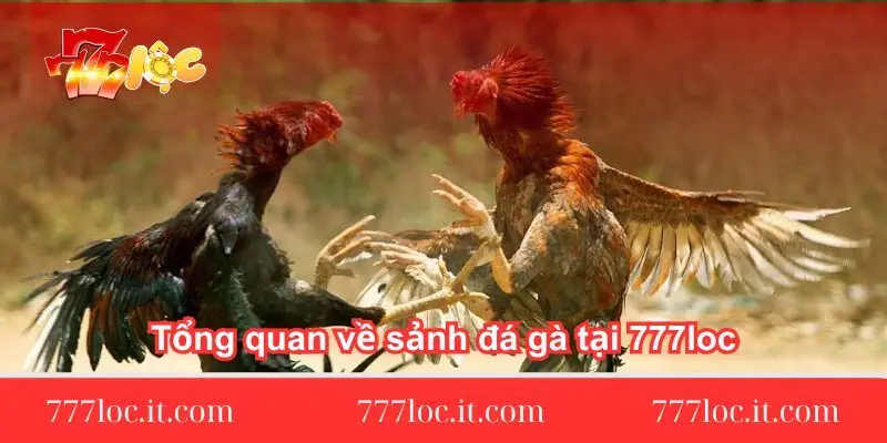 tong-quan-ve-sanh-da-ga-tai-777loc
