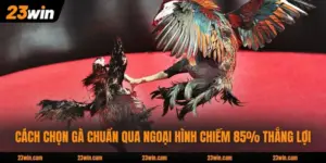 Cách Chọn Gà Chuẩn Qua Ngoại Hình Chiếm 85% Thắng Lợi